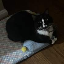 Thumbnail photo of Pharaoh #1