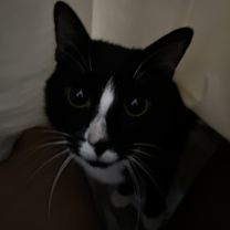 Thumbnail photo of Pharaoh #2