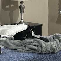 Thumbnail photo of Pharaoh #3