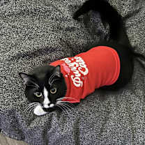 Thumbnail photo of Pharaoh #4