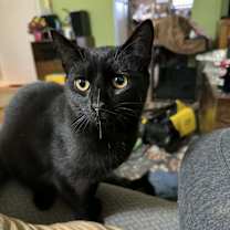 Thumbnail photo of Pugsley #2