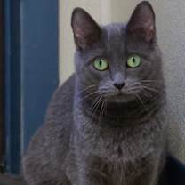 Thumbnail photo of Xena #1