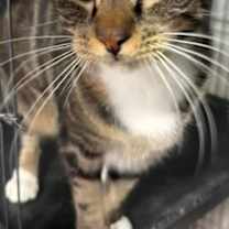 Thumbnail photo of Mewlius Caesar #1