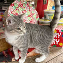 Thumbnail photo of Naveen #1