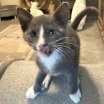 Thumbnail photo of Marcello #2