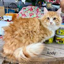 Thumbnail photo of Andy #2