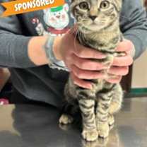 Thumbnail photo of Yoyo #1