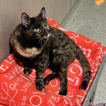 Thumbnail photo of Sophie #2