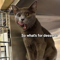 Thumbnail photo of Dust Bunny #2