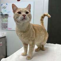 Thumbnail photo of Corndog #1