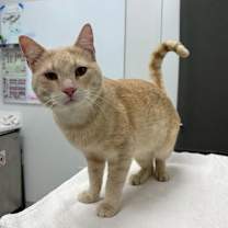 Thumbnail photo of Corndog #2