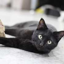 Thumbnail photo of Airhead #1