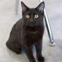 Thumbnail photo of Airhead #3