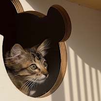 Thumbnail photo of May #1