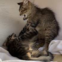 Thumbnail photo of May #4