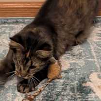 Thumbnail photo of Rain #2