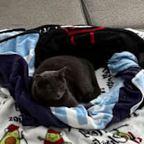 Thumbnail photo of Suki #2