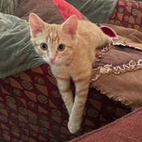 Thumbnail photo of Henry #1