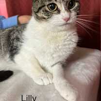 Thumbnail photo of Lilly #4