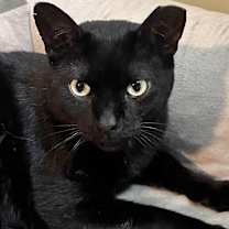 Thumbnail photo of Luther #1