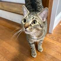 Thumbnail photo of Macaron #1