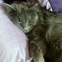 Thumbnail photo of Nebula #3