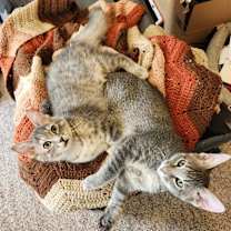 Thumbnail photo of Princess Pepperoni #3