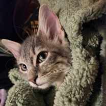 Thumbnail photo of Princess Pepperoni #4