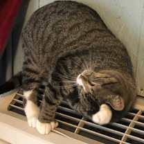 Thumbnail photo of Toeby #3