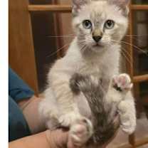 Thumbnail photo of Doc #4