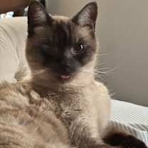 Thumbnail photo of Coco #1