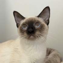 Thumbnail photo of Figgy Pudding #1