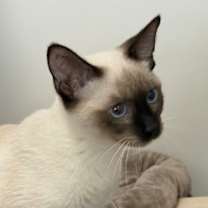 Thumbnail photo of Figgy Pudding #2