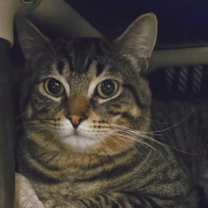 Thumbnail photo of Hershel #1