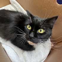 Thumbnail photo of Cranberry #2