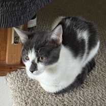 Thumbnail photo of Kanary #3