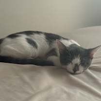 Thumbnail photo of Kanary #4