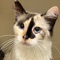 Thumbnail photo of Tippy #1