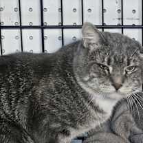 Thumbnail photo of Linus #1