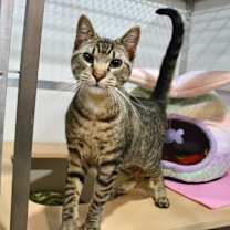 Thumbnail photo of Pleakley #1