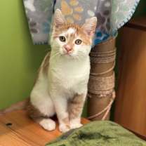 Thumbnail photo of Percy Punkin #1