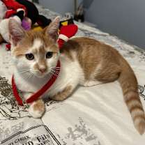 Thumbnail photo of Percy Punkin #2