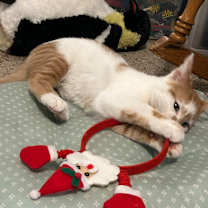 Thumbnail photo of Percy Punkin #3