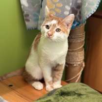 Thumbnail photo of Percy Punkin #4