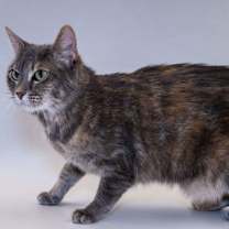 Thumbnail photo of Fuzzy #2