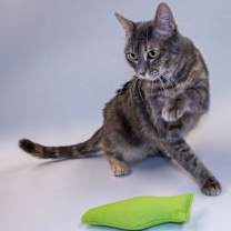 Thumbnail photo of Fuzzy #3