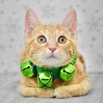 Thumbnail photo of Tiffany #1