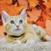 Thumbnail photo of Tiffany #2