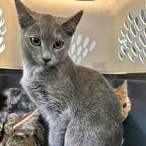 Thumbnail photo of Ester #1