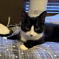 Thumbnail photo of Adele #2